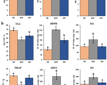 Phytochemical characterization, antioxidant properties, and in-vitro antibacterial activity of three Piper betle cultivars