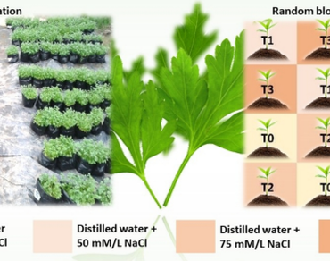 Saline-stress-enhanced bioactivity of Coriandrum sativum: insights into its antimicrobial, insecticidal, and molecular docking properties