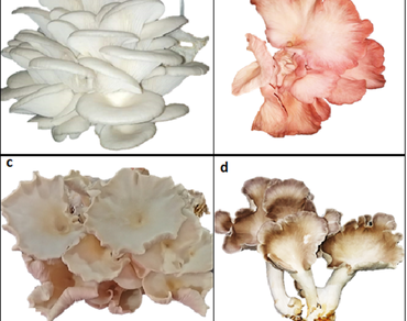 Molecular characterization, protein and amino acid profiling of Pleurotus species using ITS sequencing, SDS-PAGE and HPLC techniques