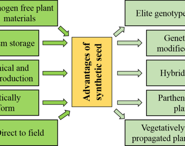 Synthetic seed technology and in vitro conservation of vegetable germplasm: a review 