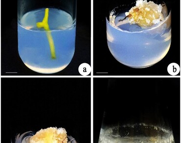 ZnO nanoparticles and elicitors in 2M4VP enrichment and antioxidant capacity in cell suspension cultures of Coccinia grandis (L.) Voigt