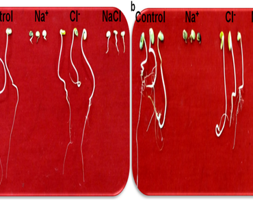 Biochemical and physiological responses of contrasting soybean genotypes to individual (Na+, Cl‾) and additive (NaCl) salts