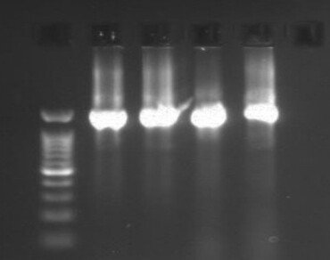 Pathogenicity and molecular characterization of bacteria isolates at postharvest storage of Ibadan sweet, Valencia, and Washington navel citrus fruits