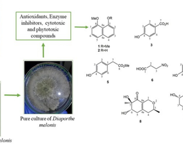 α-Glucosidase inhibitor and phytotoxic metabolite produced by an endophytic fungus Diaporthe melonis isolated from Acalypha indica L