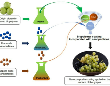 Evaluate the efficacy of guava-derived CuO, and ZnO nanocomposite coating on shelf life of grapes