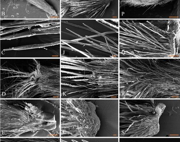 Achene morphology of Catamixis baccharoides, Ainsliaea aptera and Leucomeris spectabilis