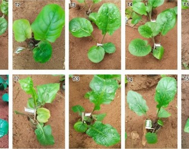 Foliar spray of thiourea enhances salt tolerance and improves biochemical induced physiological responses in Gerbera jamesonii