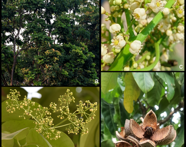 Khaya anthotheca (Welw.) C.DC. (Meliaceae), an addition to the flora of India from West Bengal