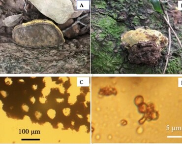 Optimizing surface fermentation conditions for enhancing polysaccharide and β-glucan production in Sanghuangporus vaninii—a newly recorded medicinal mushroom from Vietnam