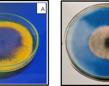 Enhanced production and partial purification of lipase from Rhizopus sp. grown on low-cost deoiled sesame cake