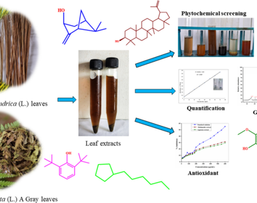 GC–MS profiling, phytochemical composition and antioxidant activity of aqueous and methanolic extracts of Imperata cylindrica (L.) and Dryopteris cristata (L.) A. Gray leaves from Namsai district, Arunachal Pradesh