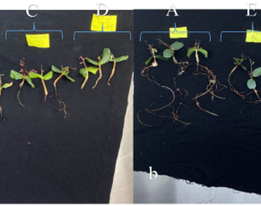 Influence of drought and salt stresses on the morpho-physiological and biochemical properties of in vitro seedlings of carob (Ceratonia siliqua L.)