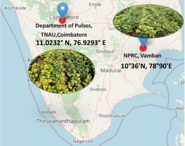 Deciphering monogenic recessive resistance to mungbean yellow mosaic virus disease through multi-generation analysis in Vigna radiata