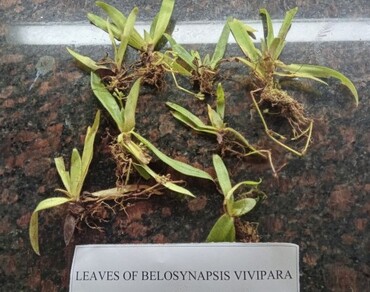 Microscopic characterization and proximate analysis of Belosynapsis vivipara leaves: a rare plant of Western Ghats region