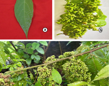 Distribution of metabolites and phytochemicals in galled and non-galled foliar tissues of Microcos paniculata L.