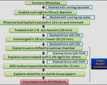 Development of efficient micropropagation, assessment of genetic fidelity and biochemical fidelity in Curcuma longa L.
