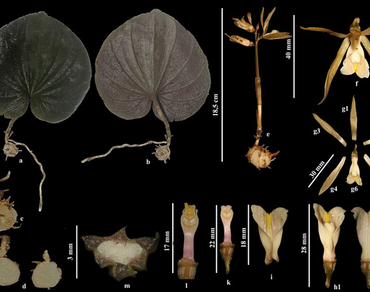 Morpho-anatomical characterization with special reference to the secondary metabolites and bioactivities of Nervilia plicata (Andr.) Schltr.
