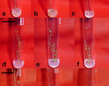 Microclonal propagation of genetically true-to-type indigenous Solanum tuberosum L. cv. Tezu local