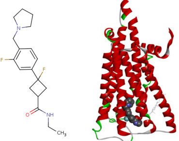 Phytochemicals of Panax ginseng C.A. Meyer against Histamine H3 receptor by computational modelling