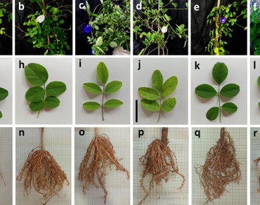 Unveiling genetic diversity and characterization of butterfly pea (Clitoria ternatea L.) germplasms using morphometric, biochemical, flow cytometry, and molecular markers
