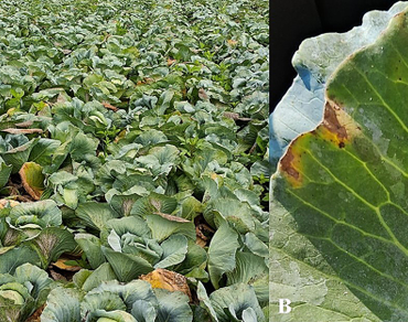 Isolation and characterization of Xanthomonas campestris pv. campestris from cabbage and its Inhibition using endophytic bacteria