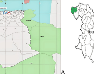 Chemical composition, antimicrobial and insecticidal activities of Olea europaea L. ssp. sativa. collected from East of Algeria
