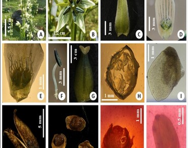 Unveiling habitat-specific variations in life-history traits of Swertia thomsonii C. B. Clarke—an endemic medicinal plant of the western Himalaya