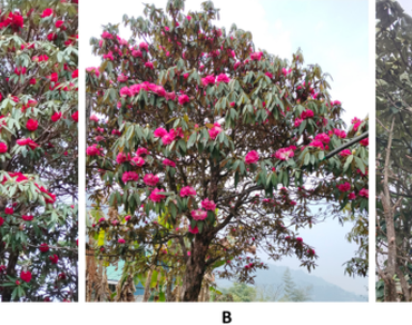 Rhododendrons from Darjeeling Himalayas: a potential pool of anti-inflammatory compounds as detected by GC-MS, in silico and  in vitro studies