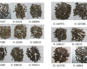 Comparative assessment of phenotypic diversity, total phenolic content, flavonoid content and antioxidants activity of buckwheat seeds (F. esculentum Moench and F. tataricum Gaerrtn)