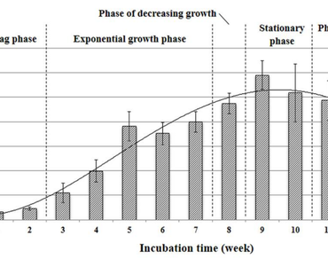 Laticifer development of seed-derived callus of Hevea brasiliensis Muell. Arg