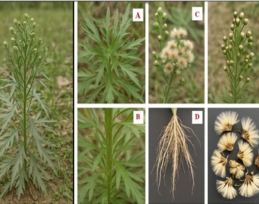 Erigeron bonariensis: phytochemistry, allelopathy, and potential for sustainable pest management and healthcare 
