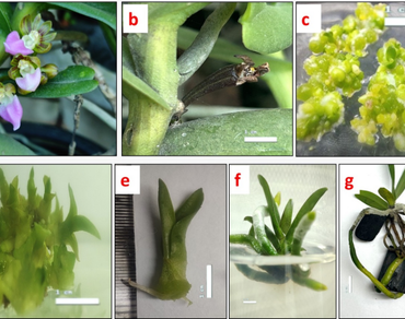 Meta-topolin enhanced in vitro regeneration and genetic fidelity assessment of an endangered orchid, Pelatantheria insectifera using scot and ISSR