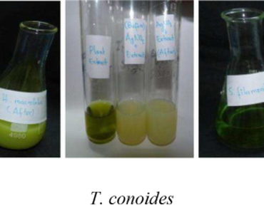 Synthesis of silver nanoparticles using bioactive seaweeds against poultry pathogens