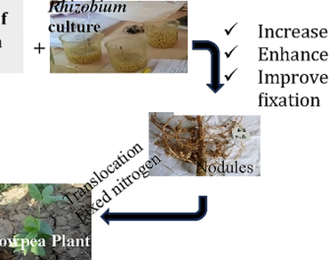 Synergistic effect of molybdenum and Rhizobium on growth and yield of vegetable cowpea (Vigna unguiculata (L.) Walp.)
