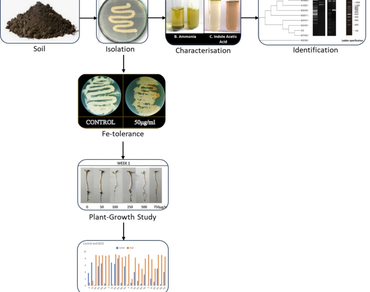 The impact of Bacillus subtilis NJ22, a Fe-resilient soil isolate as a potent plant Growth-Promoting agent to Spinacia oleracea L
