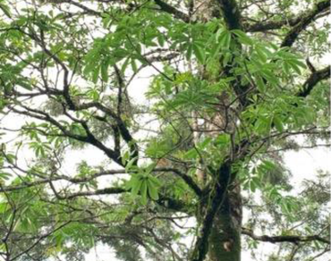 Pharmacological investigation on the antiparasitic properties of Alstonia scholaris focussing on the antiplasmodial and anticestodal uses in the Mizo traditional medicine of India