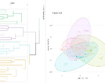 Principal component and cluster analysis-assisted selection of potato (Solanum tuberosum. L) genotypes