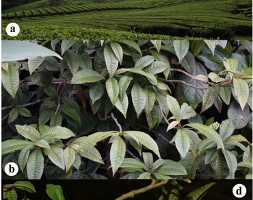 Habitat suitability modeling for conservation of Ardisia blatteri: a narrow endemic and endangered species of the Western Ghats, India