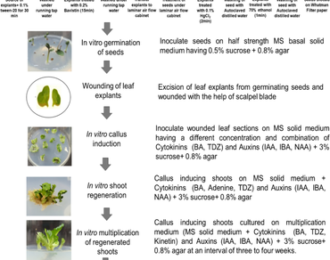 Effect of cytokinins and auxins on plant regeneration from leaf explants in head cabbage (Brassica oleracea var. capitata L.), a highly recommended “nutrient rich” vegetable crop