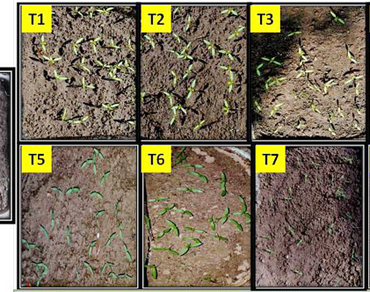 Effect of tea leaf wastes on germination and seedling growth of Solanum lycopersicum L.