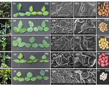 Estimation of genomic DNA content and its correlation with stomatal characteristics among some selected Canavalia species