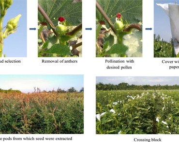 Deployment of combining ability analysis to study gene action under different environments in okra [Abelmoschus esculentus (L.) Moench]