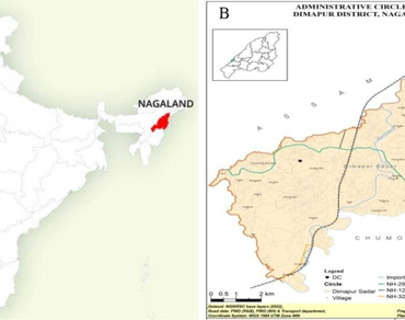 Uncovering ethnobotanical wealth and traditional medicinal knowledge of the Ao tribe in Dimapur district of Nagaland, India