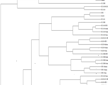 Genetic diversity in linseed (Linum usitatissimum) cultivars based on RAPD analysis