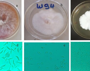Pathogen spectrum and occurrence of wilt complex disease in hot pepper in northwestern Ethiopia