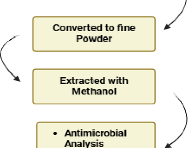 Phytochemical constituents, antioxidant and antibacterial activities of two Dendrobium hybrids