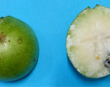 Phenotypic characterization of star apple (Chrysophyllum cainito L.) accessions from an ex situ collection in Ecuador