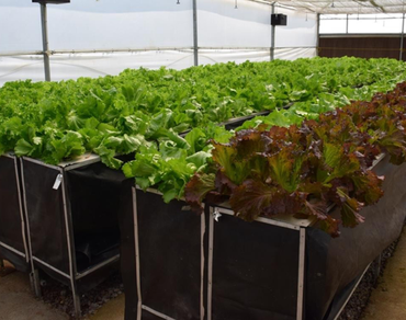 Interaction effect of lettuce (Lactuca sativa L.) varieties in aeroponics and geoponics system