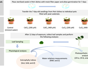 Sclerophylly, water relations, and photosynthetic pigment responses of Cucurbita pepo seedlings to cadmium and copper stress