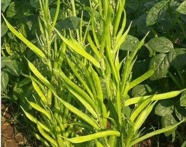 Characterization of bioactive compounds in unripe edible pods of cluster bean [Cyamopsis tetragonoloba (Taub)] for vegetable purpose